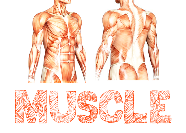 muscle preview 5